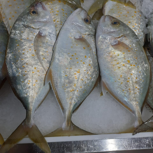 Fresh Jash TT Fish available for purchase, known for its firm texture and delicious taste.