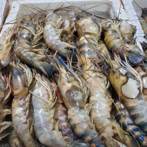 Fresh Shrimps SP from freshstartfood.ae, perfect for grilling or frying