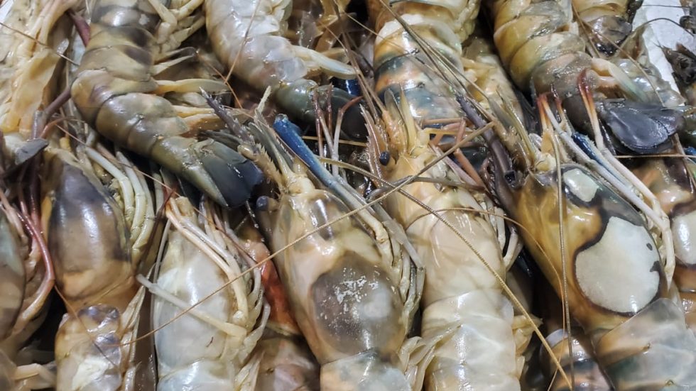 Fresh Shrimps SP from freshstartfood.ae, perfect for grilling or frying