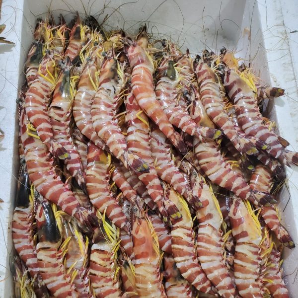 Fresh Shrimps Bli Tiger from FreshStartFood.ae, available for delivery in Dubai and UAE.