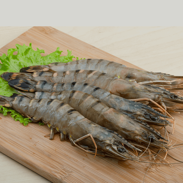 Fresh Shrimps U-5 – Large, succulent shrimps perfect for grilling, frying, and seafood dishes. Available at FreshStartFood.ae.