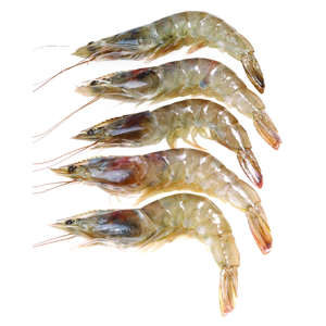 shrimps 30/40