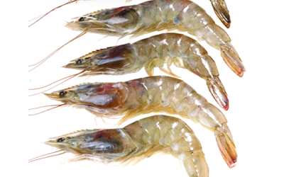 Fresh Shrimps 30/40, perfect for grilling or frying - available at freshstartfood.ae