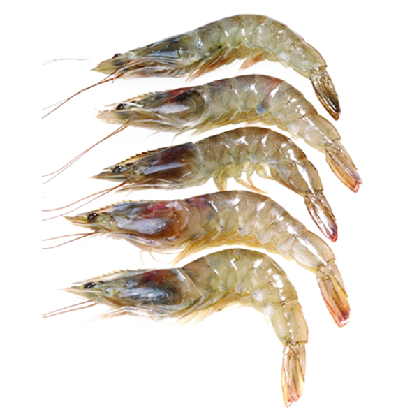 Fresh Shrimps 30/40, perfect for grilling or frying - available at freshstartfood.ae