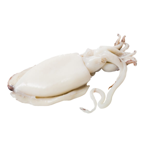 Fresh Cuttlefish from freshstartfood.ae - High-quality seafood for grilling and stir-frying.